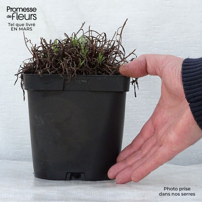 Leontopodium alpinum - Edelweiss 2L/3L pot sample as delivered in spring