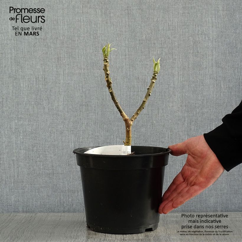 Edgeworthia chrysantha - Paperbush 3L/4L pot sample as delivered in winter
