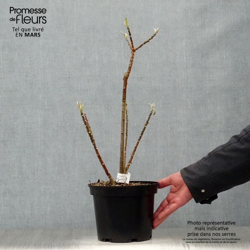 Edgeworthia chrysantha - Paperbush 3L/4L pot sample as delivered in spring