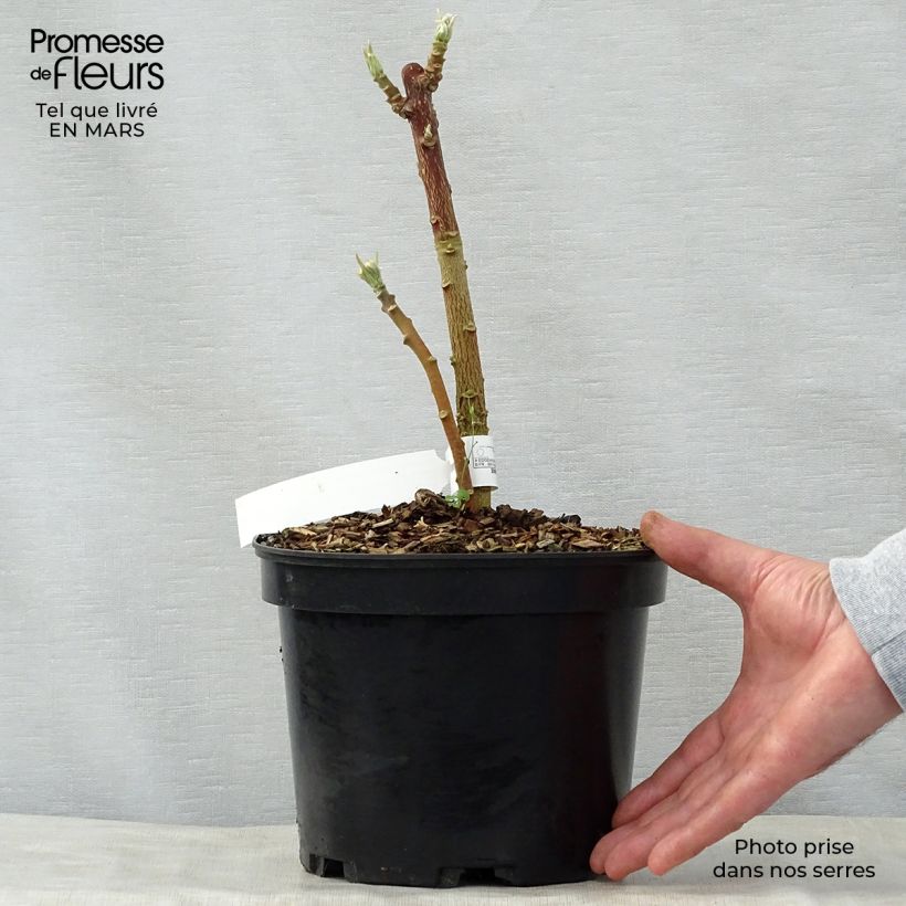 Edgeworthia chrysantha Grandiflora - Paperbush 2L/3L pot sample as delivered in spring