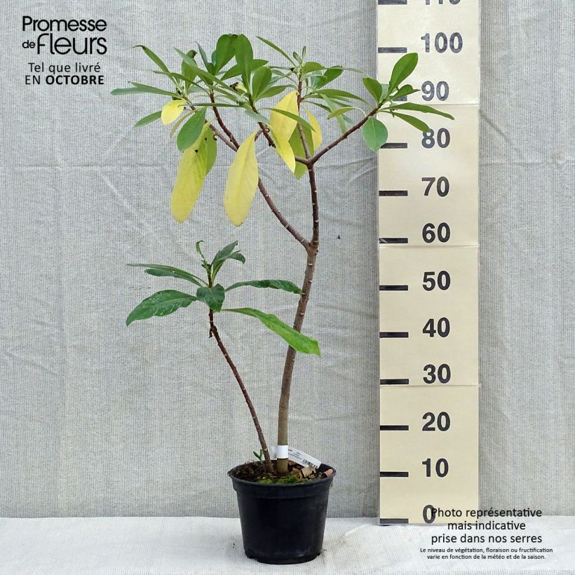Edgeworthia chrysantha Grandiflora - Paperbush 2L/3L pot sample as delivered in autumn