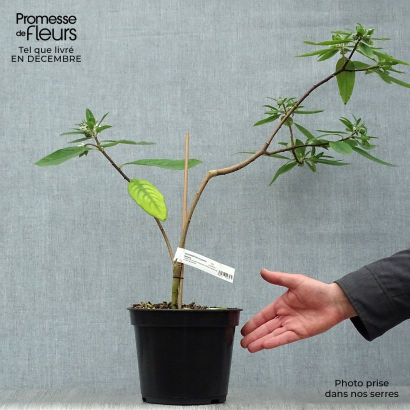 Edgeworthia chrysantha Red Dragon Akebono - Paperbush 3L/4L pot sample as delivered in winter