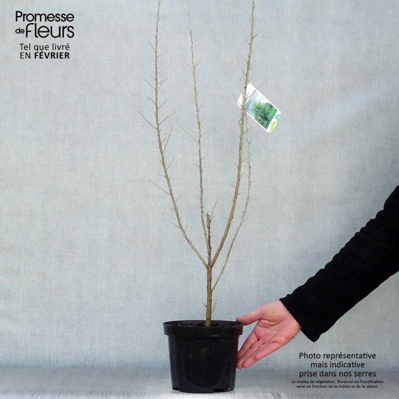 Elaeagnus angustifolia - Russian Olive 2L/3L pot sample as delivered in winter