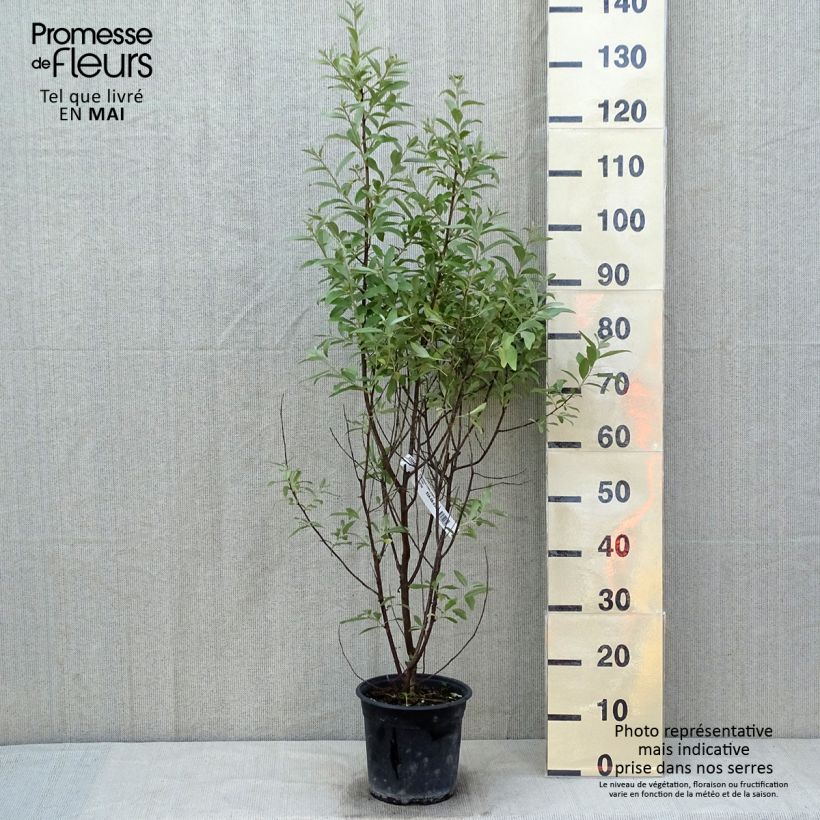Elaeagnus commutata Zempin - Silverberry 4L/5L pot sample as delivered in spring