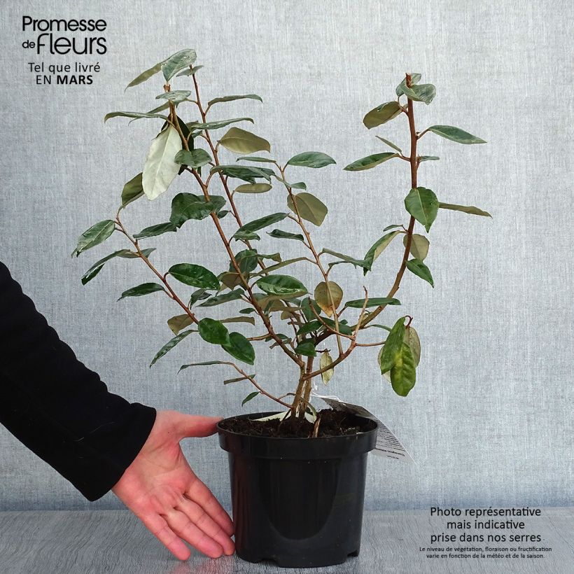 Elaeagnus ebbingei - Oleaster Silverberry 4L/5L pot sample as delivered in winter