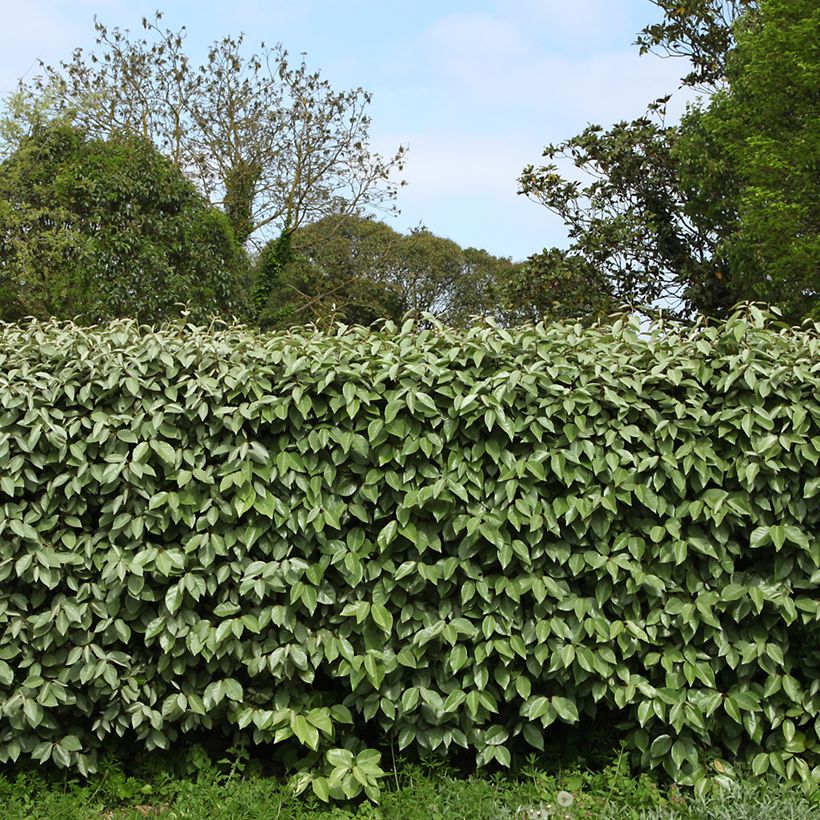 Elaeagnus ebbingei - Oleaster Silverberry (Plant habit)