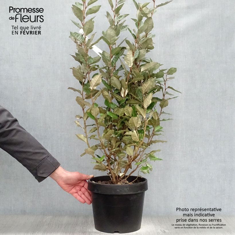 Elaeagnus ebbingei - Oleaster Silverberry 7.5L/10L pot sample as delivered in winter
