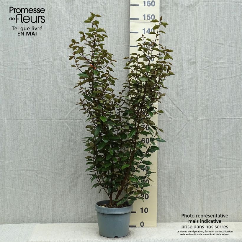 Elaeagnus ebbingei - Oleaster Silverberry 7.5L/10L pot sample as delivered in spring
