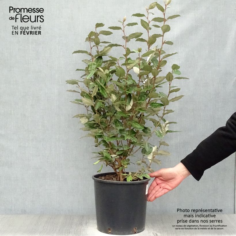 Elaeagnus ebbingei Compacta - Oleaster 7.5L/10L pot sample as delivered in winter