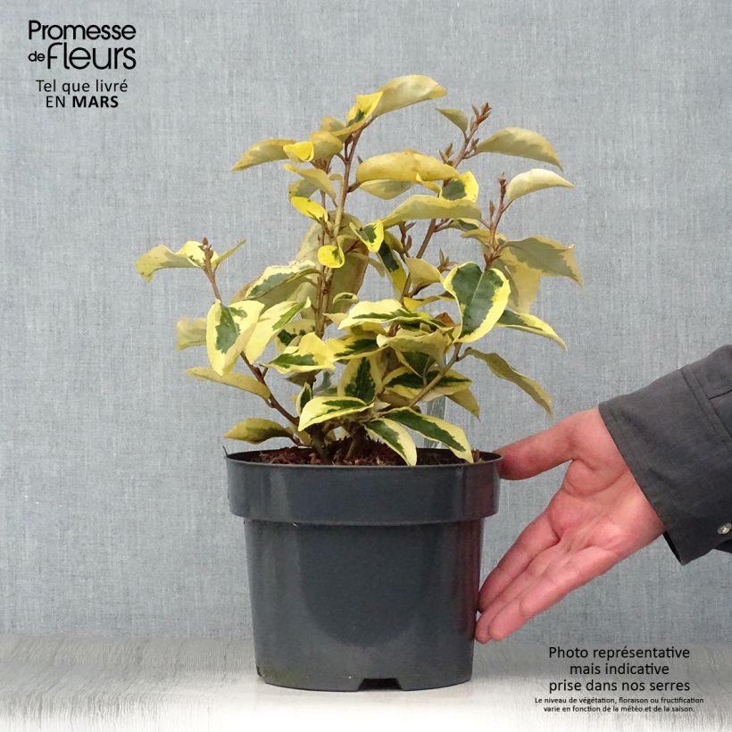 Elaeagnus ebbingei Gilt Edge - Oleaster 2L/3L pot sample as delivered in spring