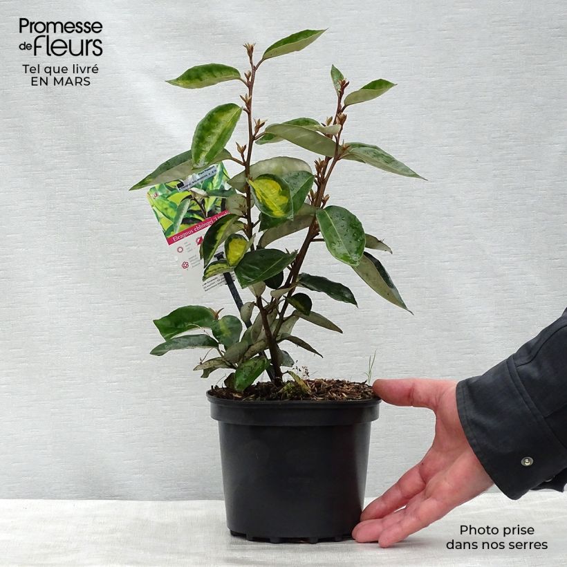 Elaeagnus ebbingei Limelight - Oleaster 2L/3L pot sample as delivered in spring
