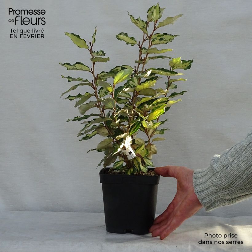 Elaeagnus ebbingei Maryline - Oleaster 2L/3L pot sample as delivered in winter