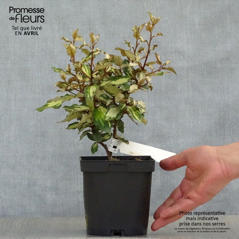 Elaeagnus ebbingei Maryline - Oleaster 2L/3L pot sample as delivered in spring