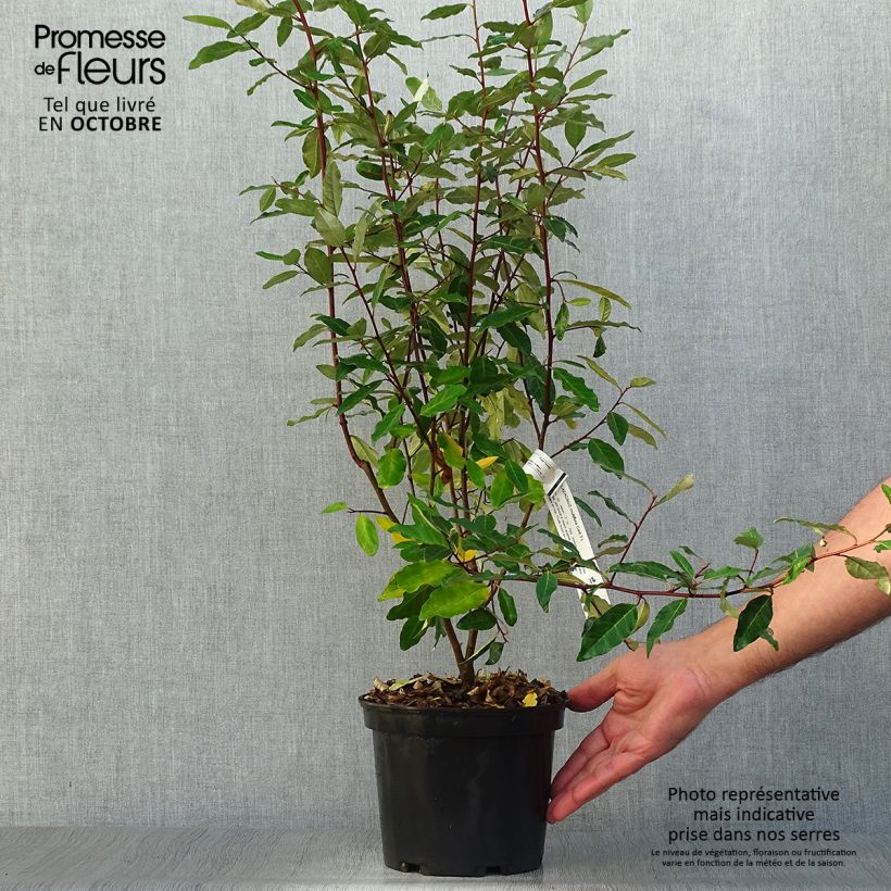 Elaeagnus multiflora - Goumi 2L/3L pot sample as delivered in autumn