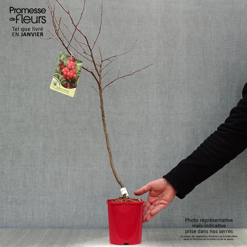 Elaeagnus umbellata Pointilla SweetNSour 2L/3L pot sample as delivered in winter