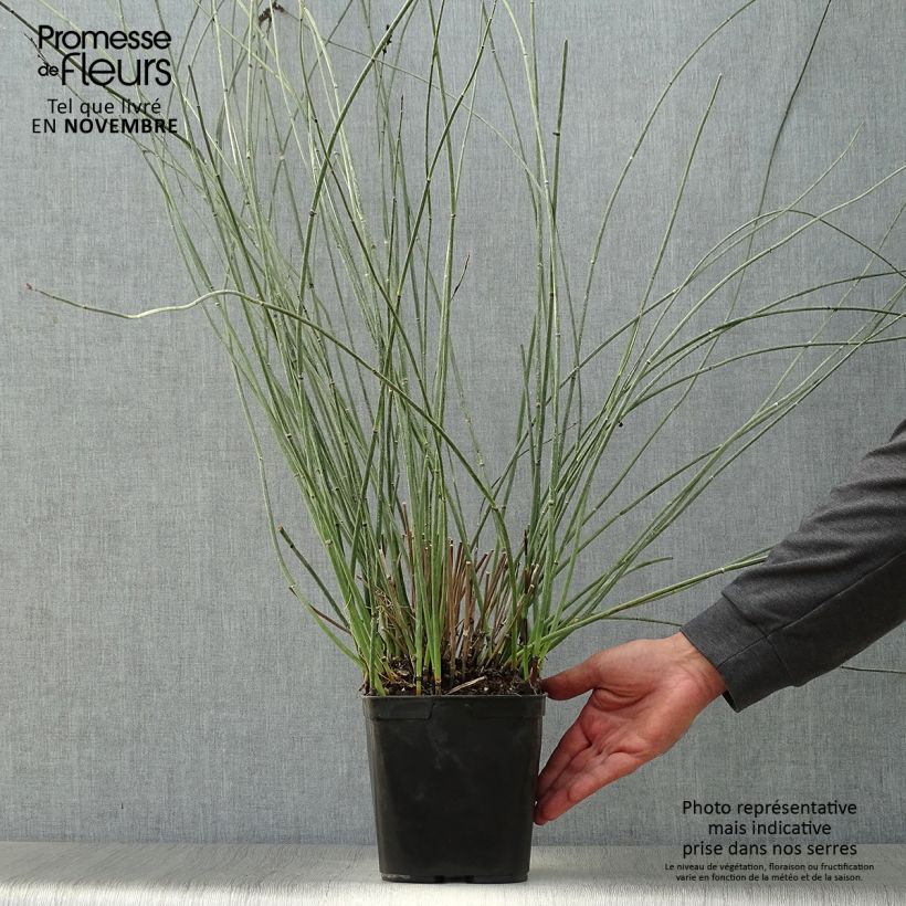 Elegia elephantina 2L/3L pot sample as delivered in autumn