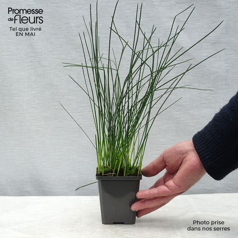 Eleocharis palustris 8/9 cm pot sample as delivered in spring