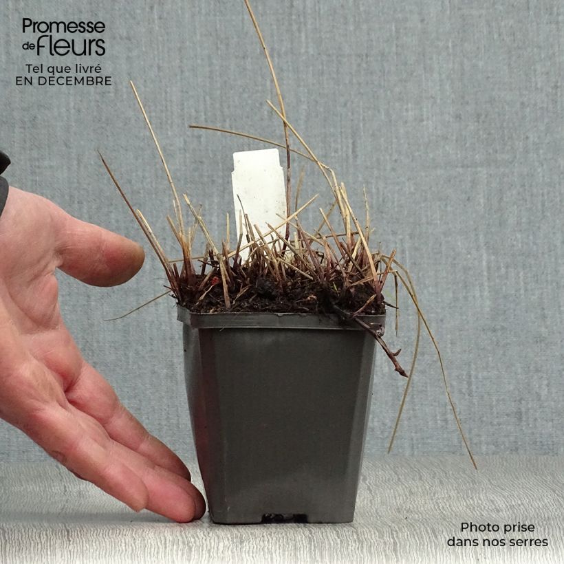 Eleocharis palustris 8/9 cm pot sample as delivered in winter