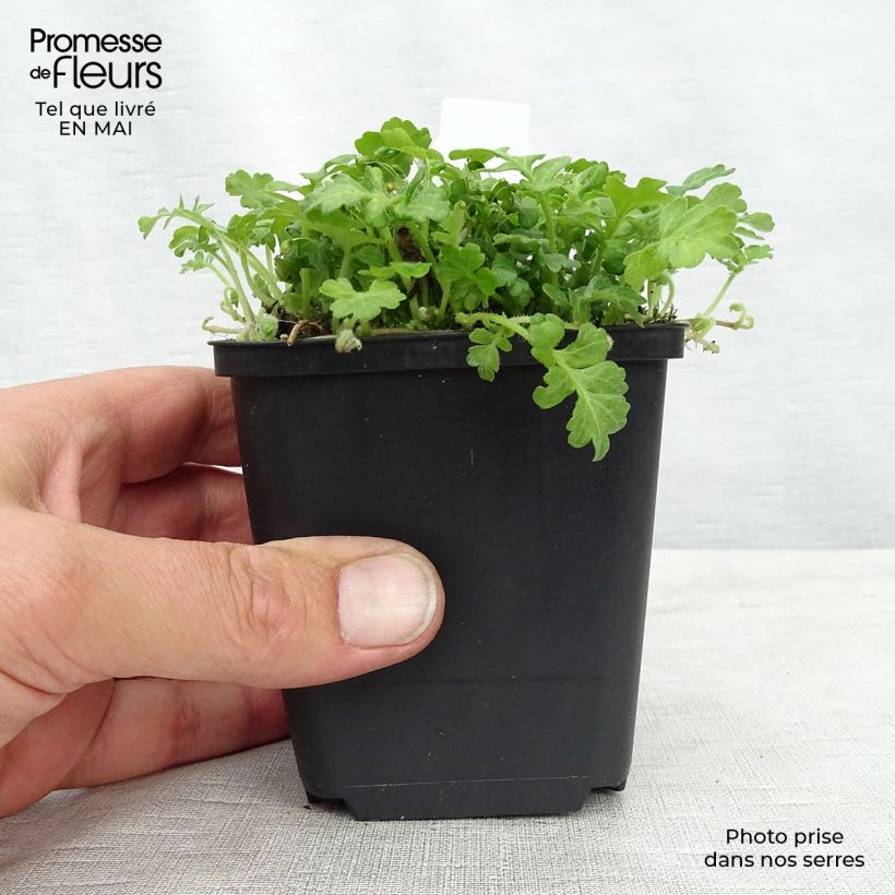 Ellisiophyllum pinnatum 8/9 cm pot sample as delivered in spring