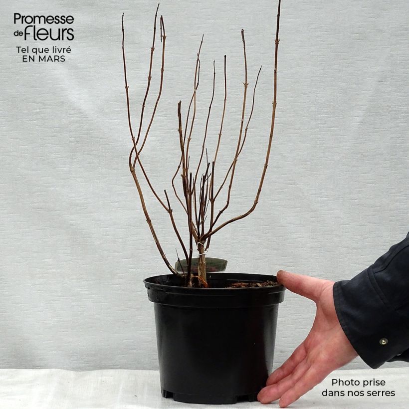 Elsholtzia stauntonii - Mint Bush 2L/3L pot sample as delivered in spring