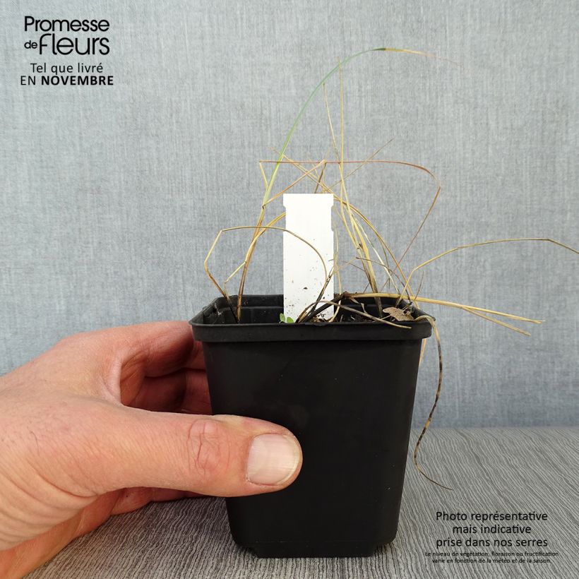 Elymus magellanicus 8/9 cm pot sample as delivered in autumn
