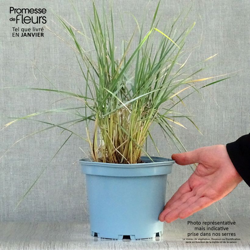 Elymus magellanicus 2L/3L pot sample as delivered in winter