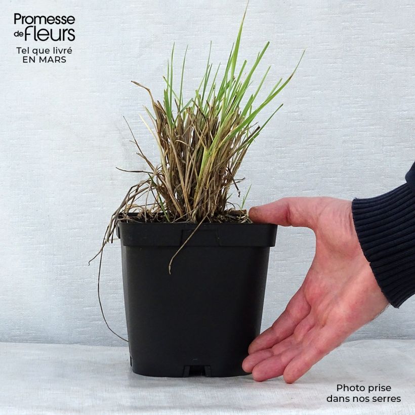 Elymus magellanicus 2L/3L pot sample as delivered in spring