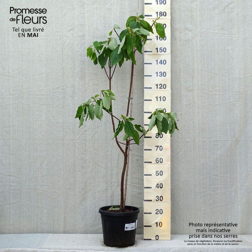 Emmenopterys henryi 7.5L/10L pot sample as delivered in spring