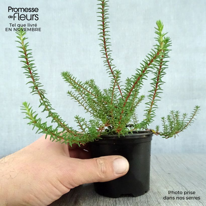 Empetrum nigrum 10cm/11cm pot sample as delivered in autumn