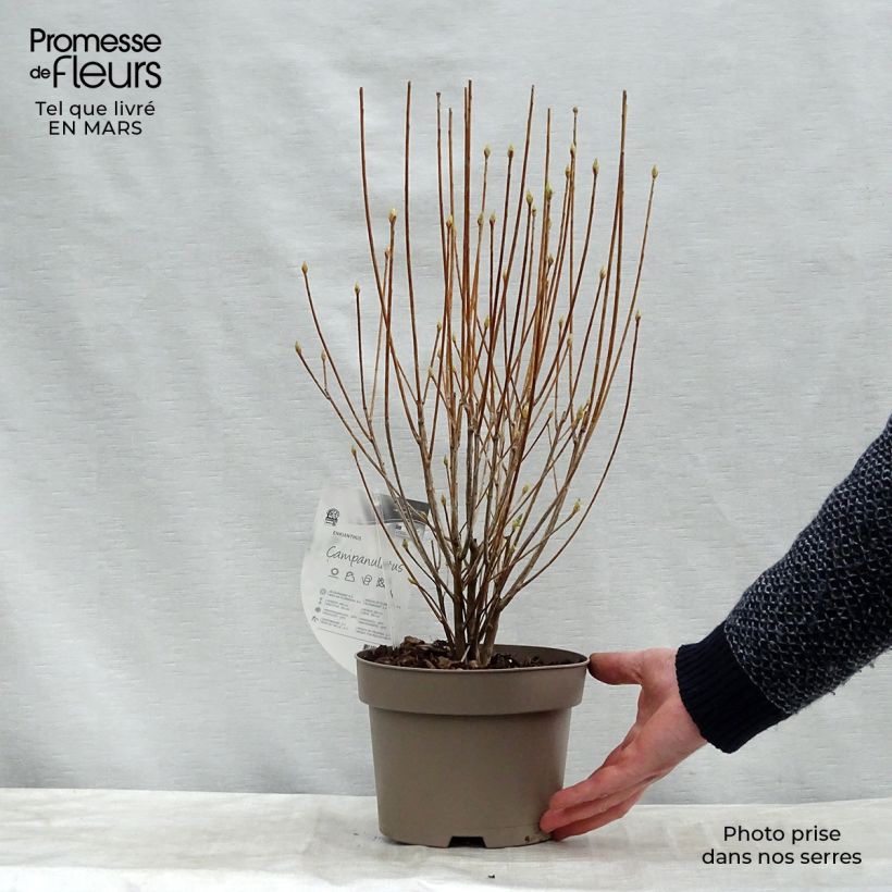 Enkianthus campanulatus 2L/3L pot sample as delivered in winter