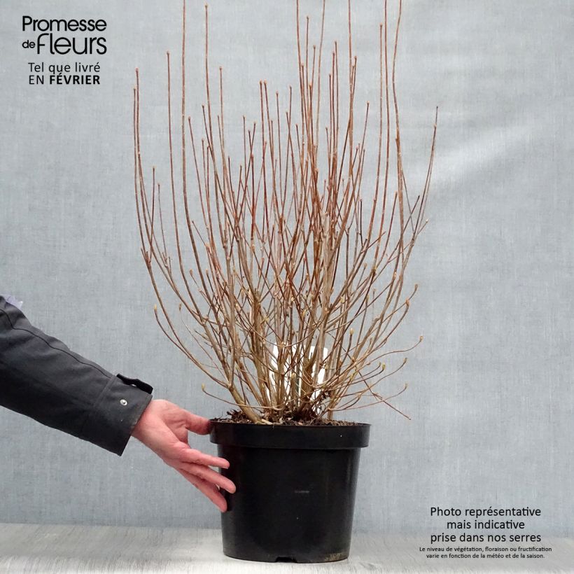 Enkianthus campanulatus 7.5L/10L pot sample as delivered in winter