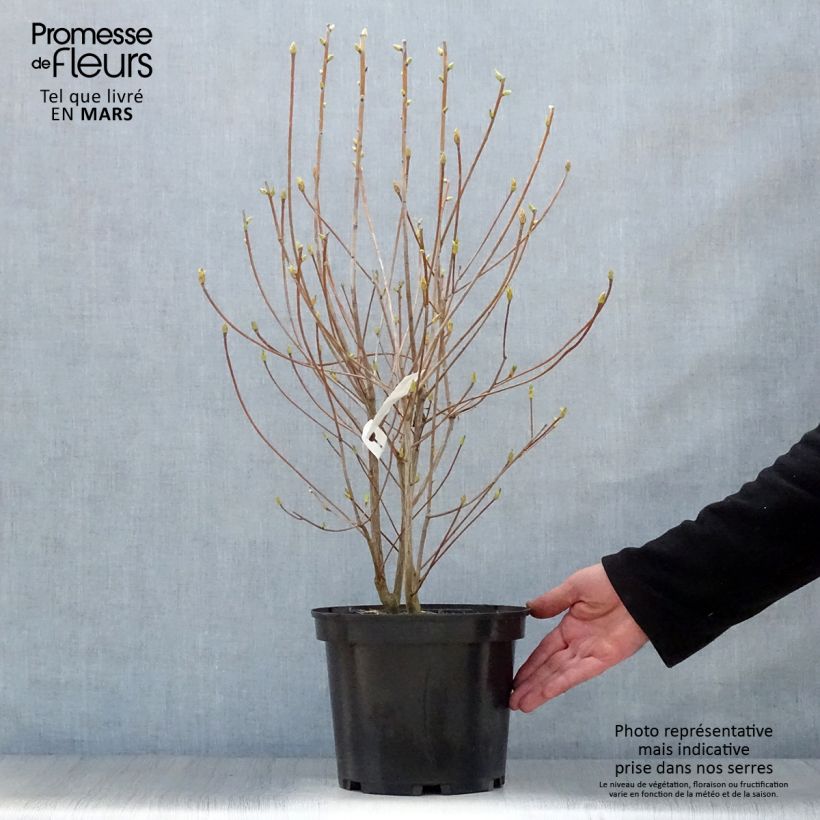 Enkianthus campanulatus Red Bells 2L/3L pot sample as delivered in spring