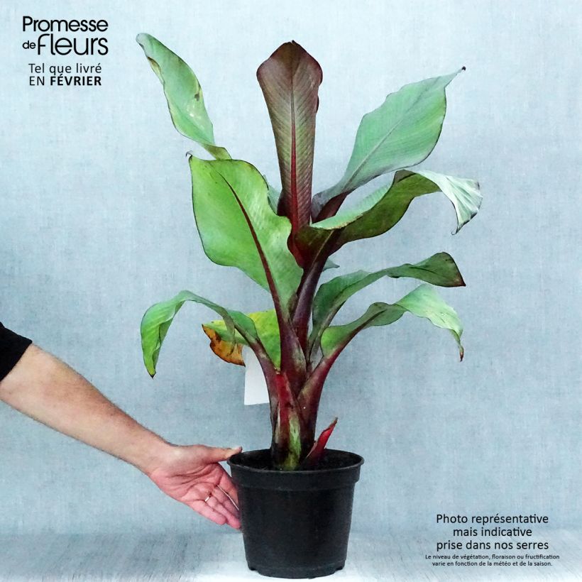 Ensete ventricosum Maurelii - Ethiopian Black Banana 4L/5L pot sample as delivered in autumn