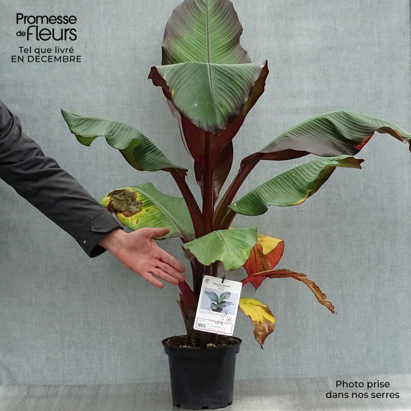 Ensete ventricosum Maurelii - Ethiopian Black Banana 4L/5L pot sample as delivered in winter