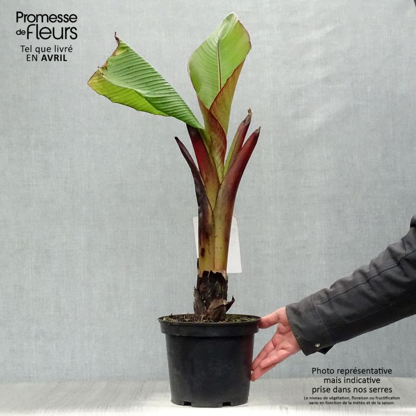 Ensete ventricosum Maurelii - Ethiopian Black Banana 4L/5L pot sample as delivered in spring