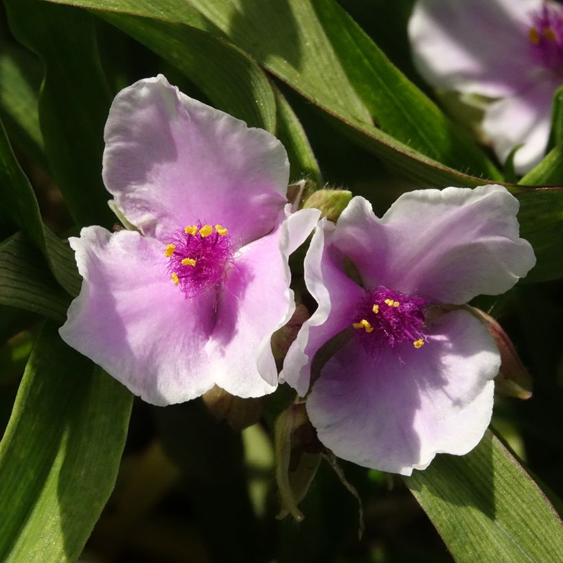 Tradescantia Pink Chablis - Spiderwort (Flowering)
