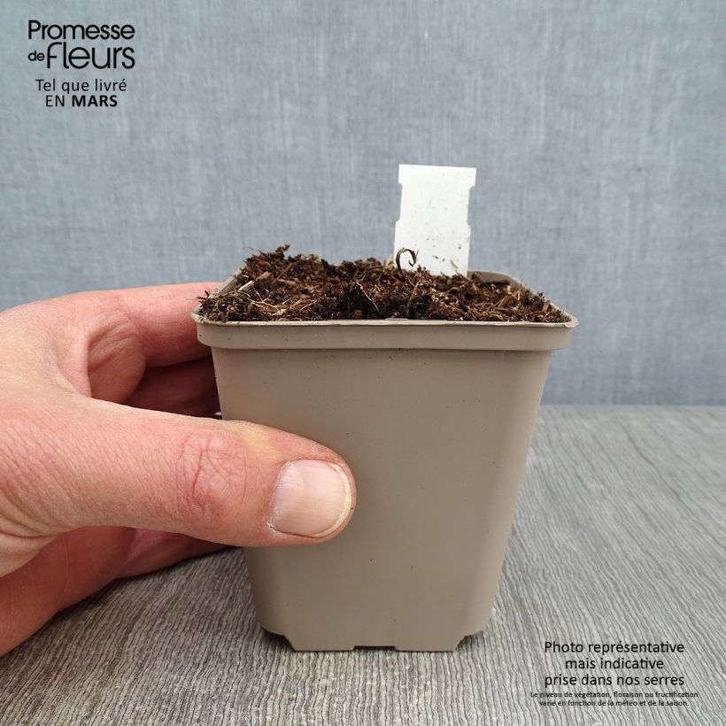 Tradescantia andersoniana Perrines Pink - Spiderwort 8/9 cm pot sample as delivered in winter