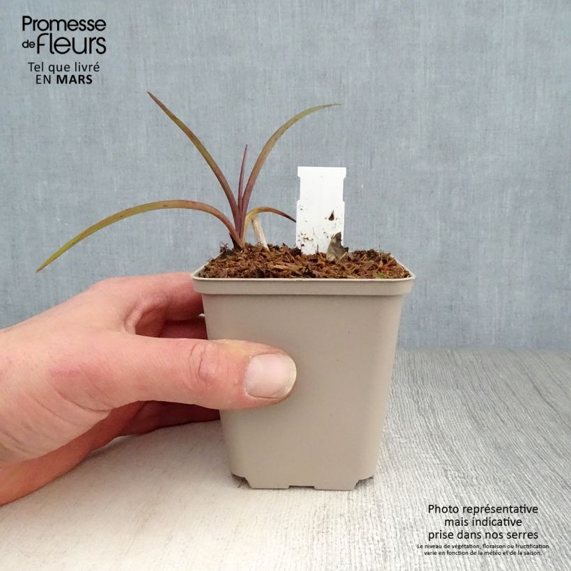 Tradescantia andersoniana Perrines Pink - Spiderwort 8/9 cm pot sample as delivered in spring