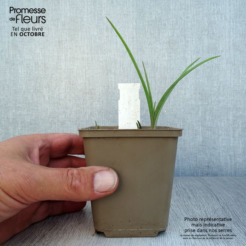 Tradescantia andersoniana Bilberry Ice - Spiderwort 8/9 cm pot sample as delivered in autumn