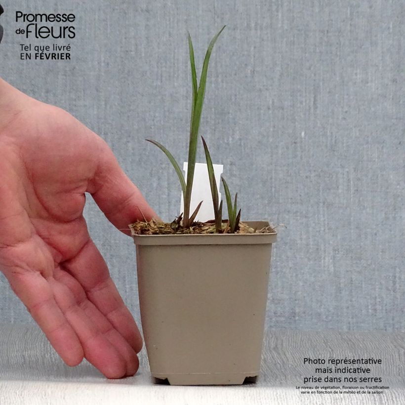 Tradescantia andersoniana Bilberry Ice - Spiderwort 8/9 cm pot sample as delivered in winter