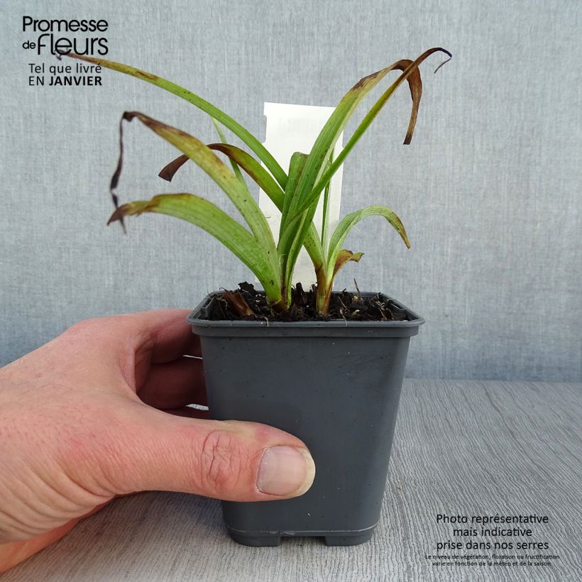 Tradescantia Blue and Gold 8/9 cm pot sample as delivered in winter