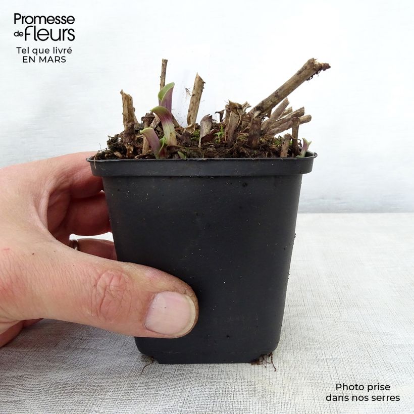 Tradescantia andersoniana Blushing Bride - Spiderwort 8/9 cm pot sample as delivered in spring