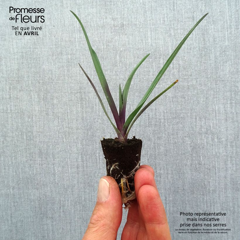 Tradescantia andersoniana JS Brainstorm - Spiderwort Plug plant 1.5/2.5 cm sample as delivered in spring