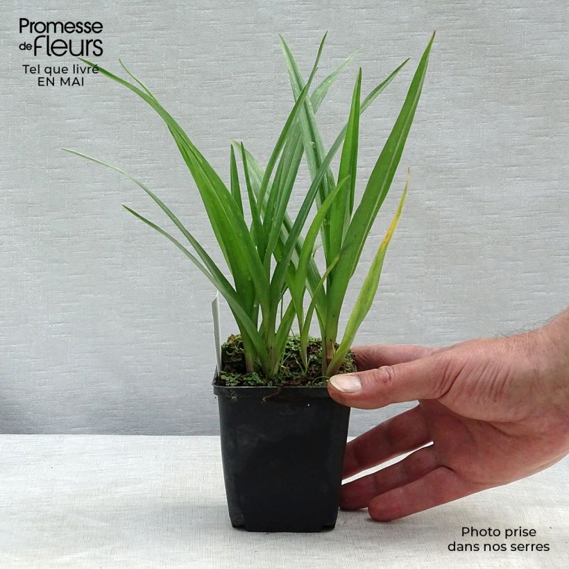 Tradescantia JC Weguelin 8/9 cm pot sample as delivered in spring