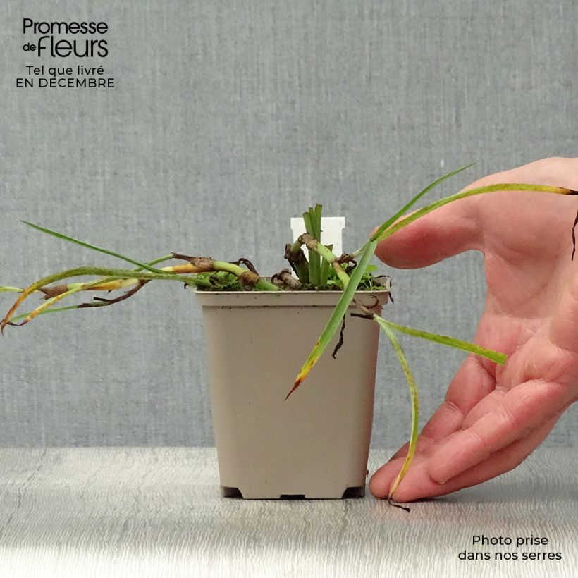 Tradescantia andersoniana Little Doll - Spiderwort 8/9 cm pot sample as delivered in winter