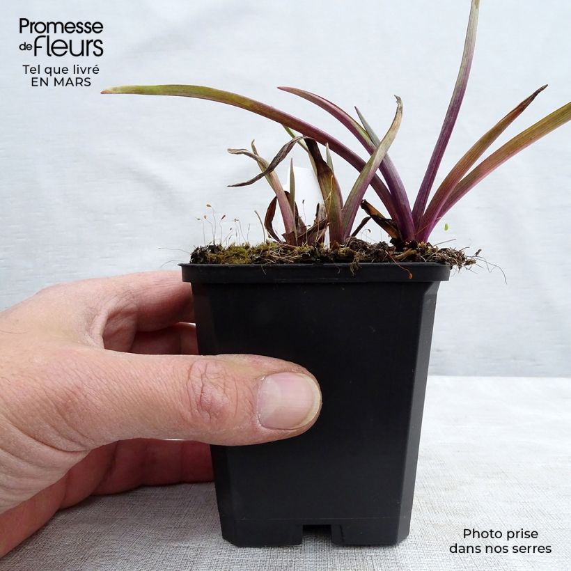 Tradescantia x andersoniana 'Osprey' 8/9 cm pot sample as delivered in winter