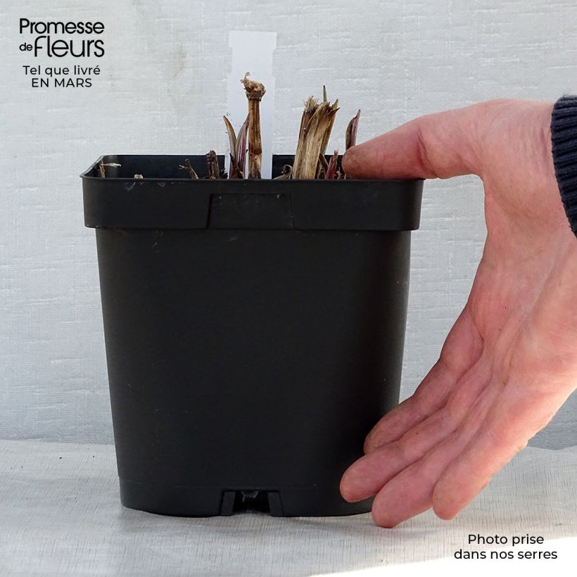 Tradescantia x andersoniana 'Osprey' 2L/3L pot sample as delivered in spring