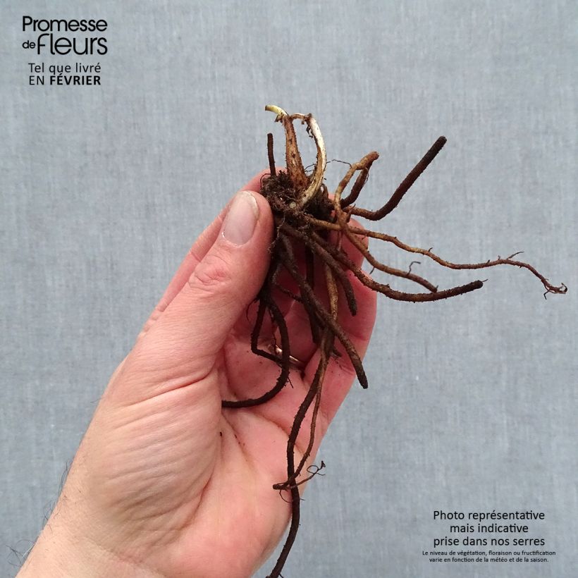 Tradescantia Pink Chablis - Spiderwort Bare root sample as delivered in winter