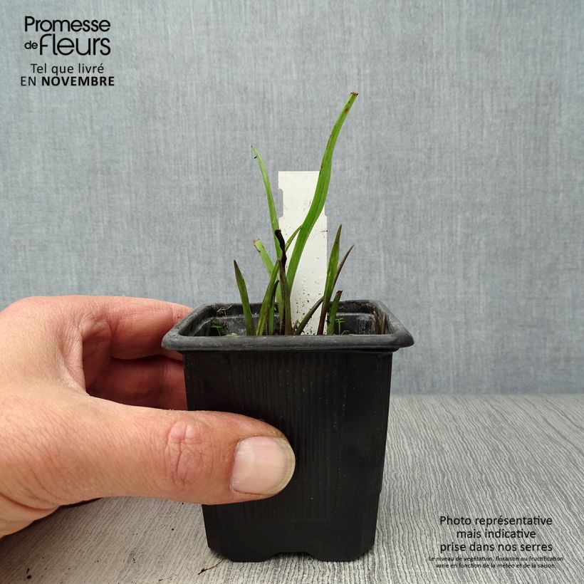 Tradescantia Sweet Kate - Spiderwort 8/9 cm pot sample as delivered in autumn