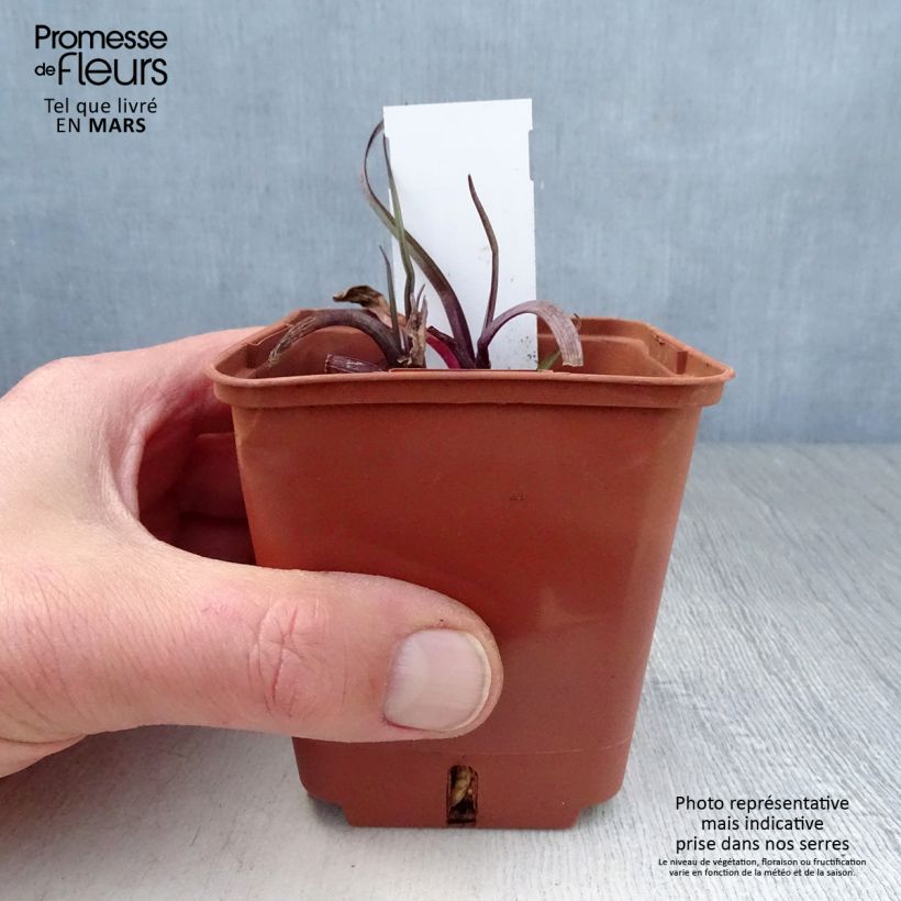 Tradescantia x andersoniana Concord Grape 8/9 cm pot sample as delivered in spring